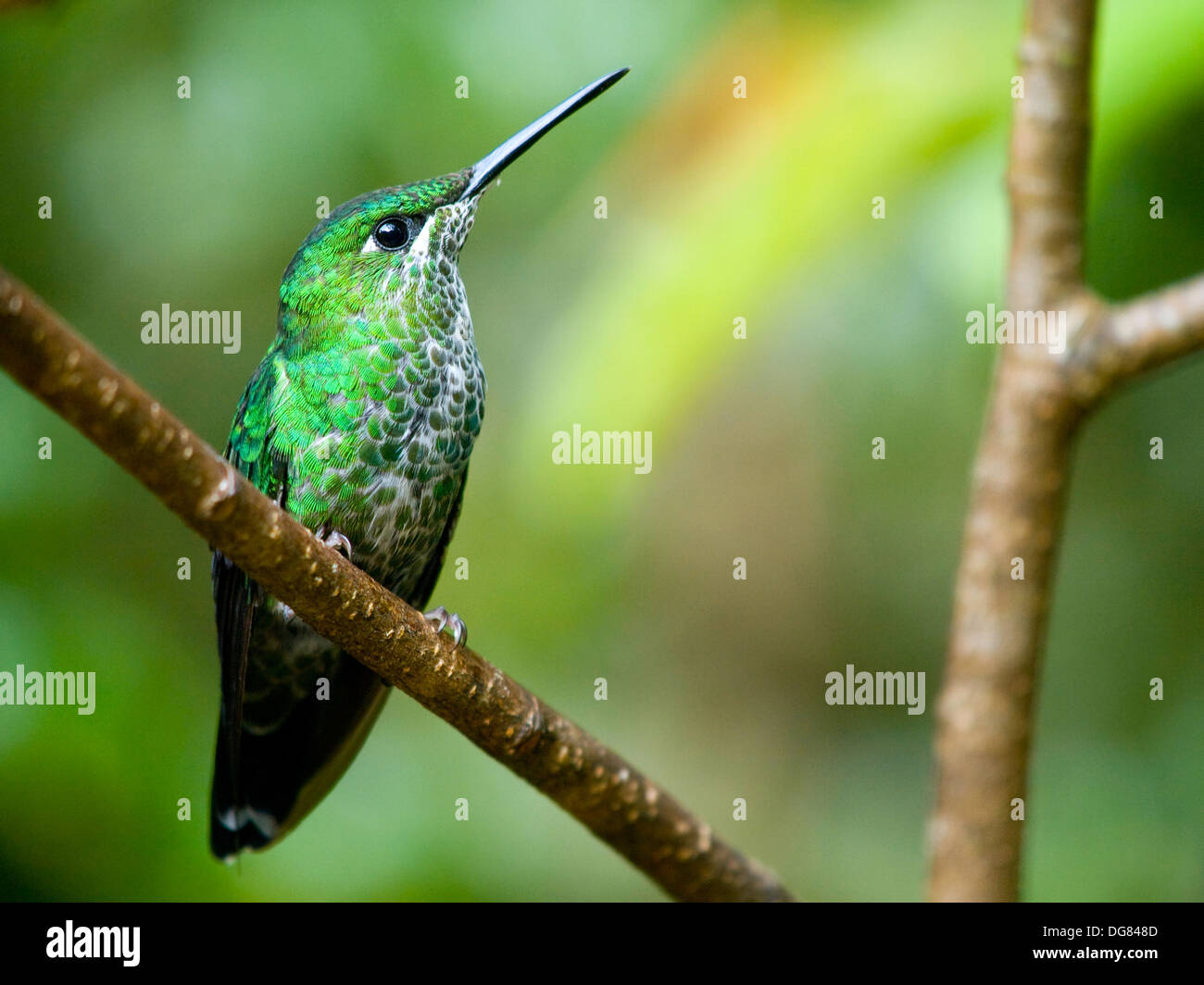 Der Kolibri grün gekrönt brillant (Heliodoxa Jacula) in Costa Rica Stockfoto