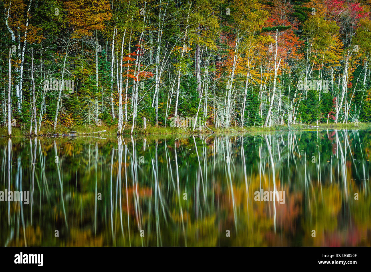 Herbst in der oberen Halbinsel von Michigan. Schöner See, umgeben von Birkenbaum an einem sonnigen Herbsttag. Stockfoto
