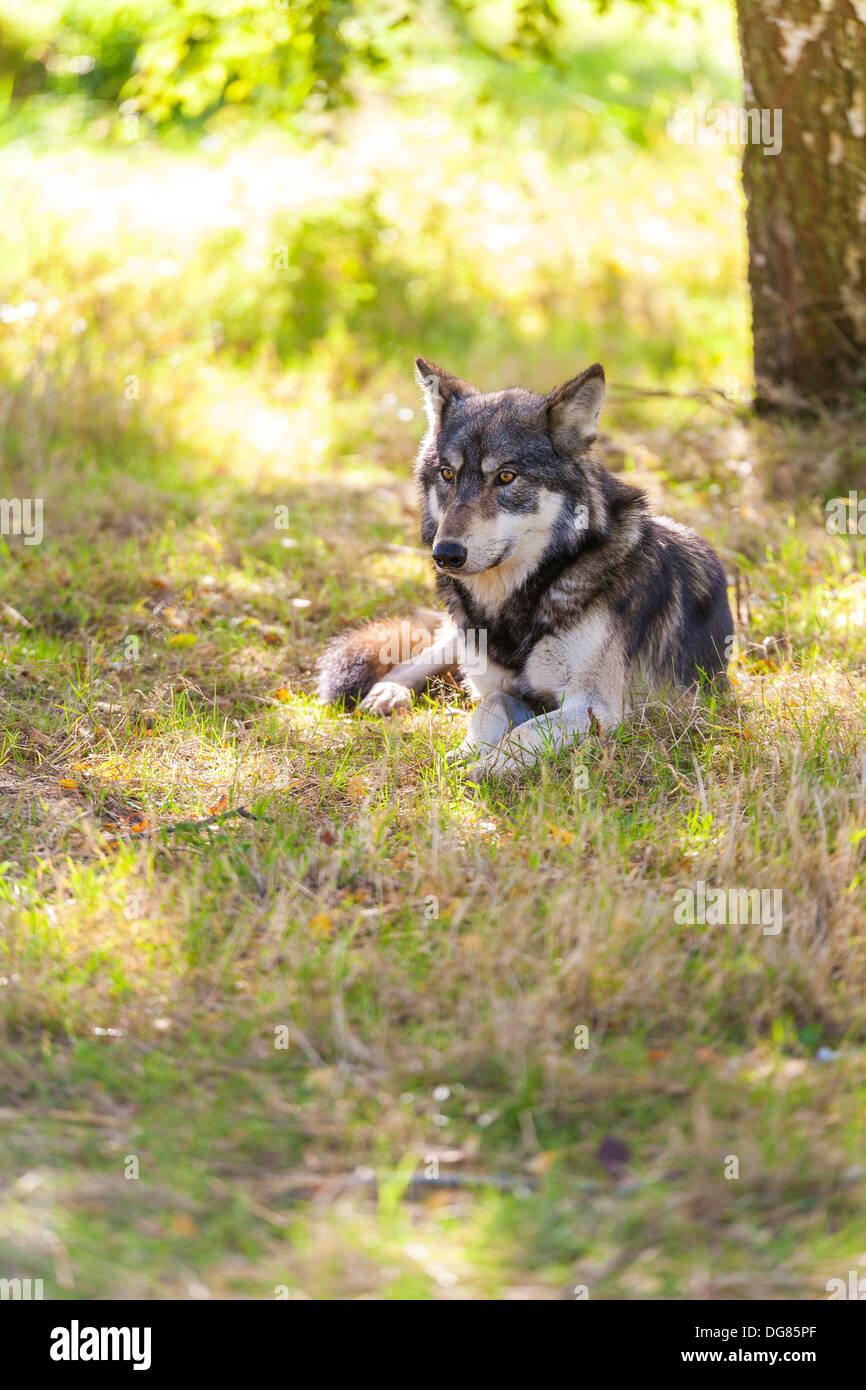 North American grauer Wolf, Canis Lupus, Festlegung in einem Wald Wald Stockfoto