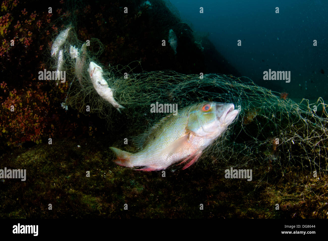 Tote Fische versauten auf einem verlorenen Fischernetz am Meer. Buzios Insel Ilhabela, North Shore von Bundesstaat Sao Paulo, Brasilien. Stockfoto