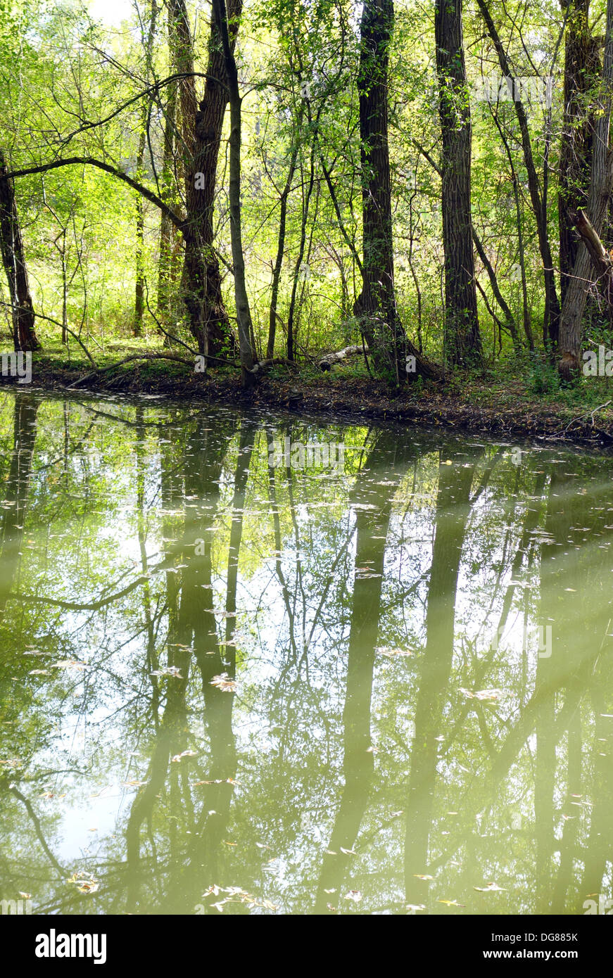 Bäume spiegeln sich in einem Bach in einem Park in Ontario, Kanada Stockfoto