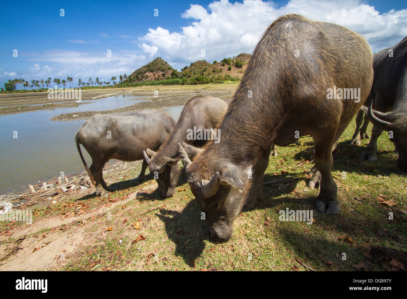 Büffel in der Insel Lombok. Indonesien. Stockfoto