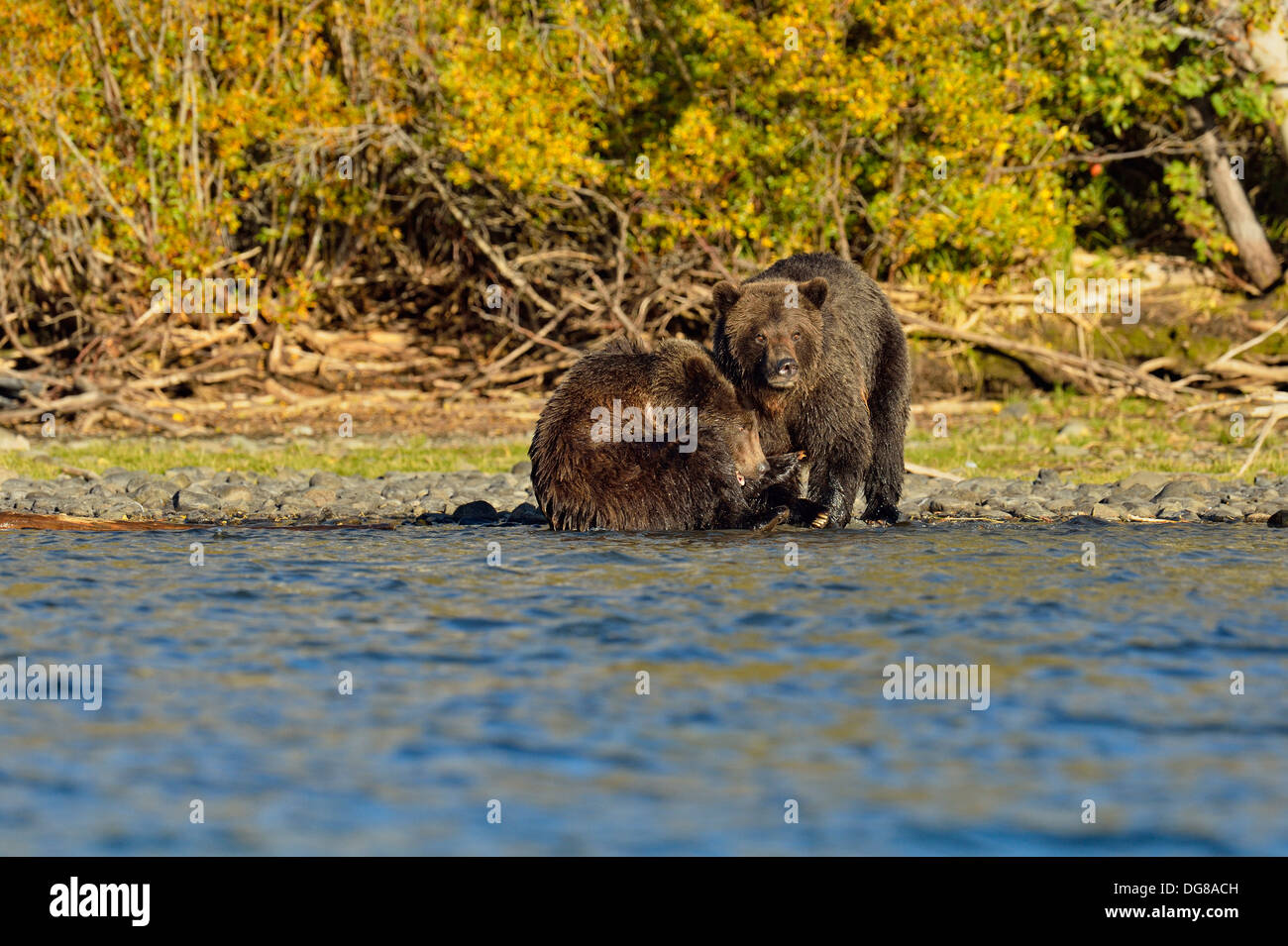 Grizzlybären, Ursus arctos, Mutter der Disziplinierung der Cub am Ufer des Salmon River während der Laichzeit Chilcotin Wildnis BC Kanada Stockfoto