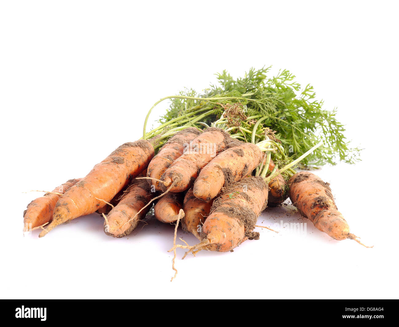 Handvoll frische Karotten mit Klumpen Erde geschossen auf weiß Stockfoto