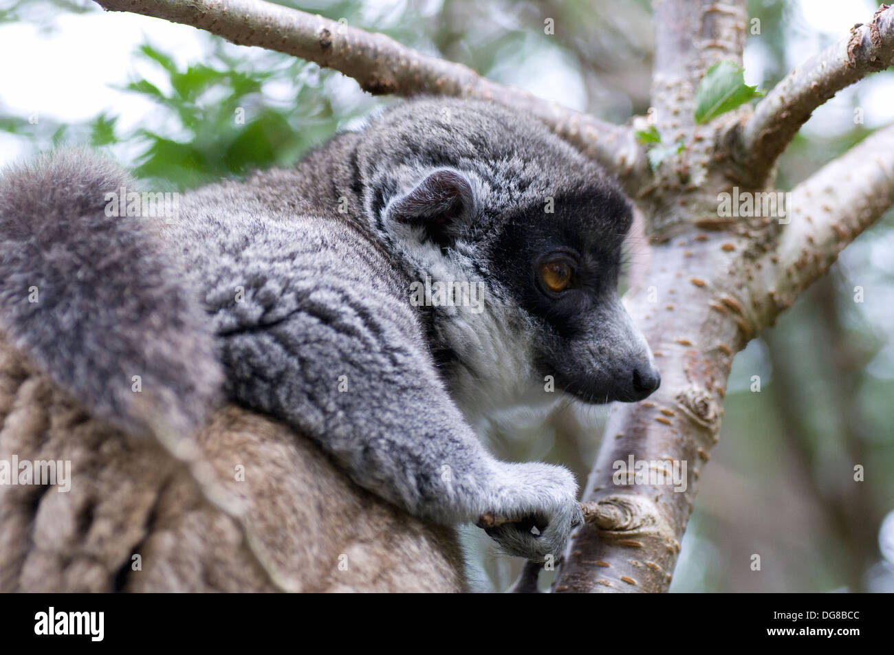 Mungo Lemur Eulemur Mongoz Madagaskar (und führte in den Komoren) Afrika isst Obst - Frugivore, Blätter - Folivore, Stockfoto