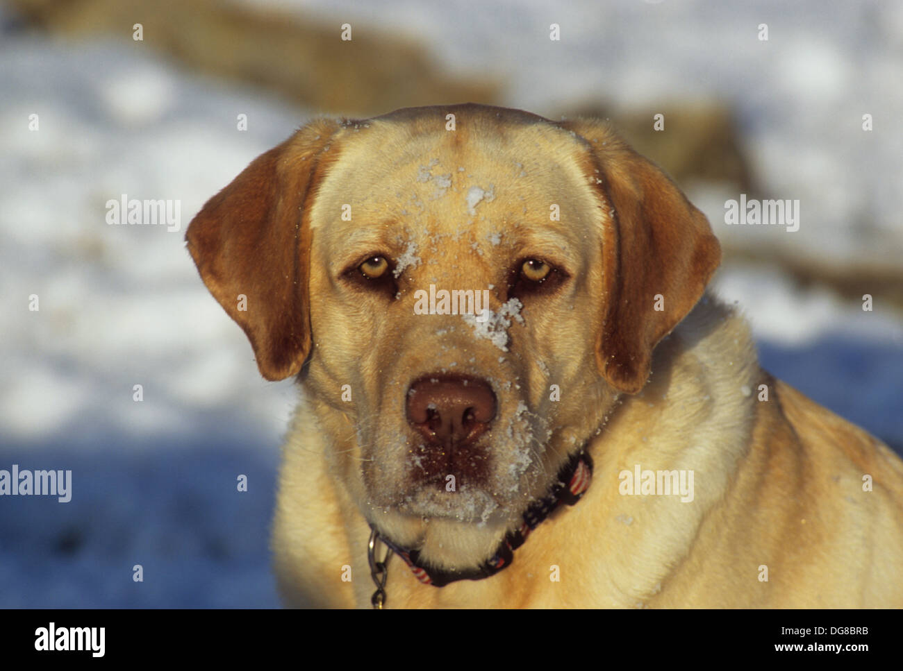 Gelber Labrador Retriever Hund spielen im Schnee in der Nähe von Austin Texas Stockfoto