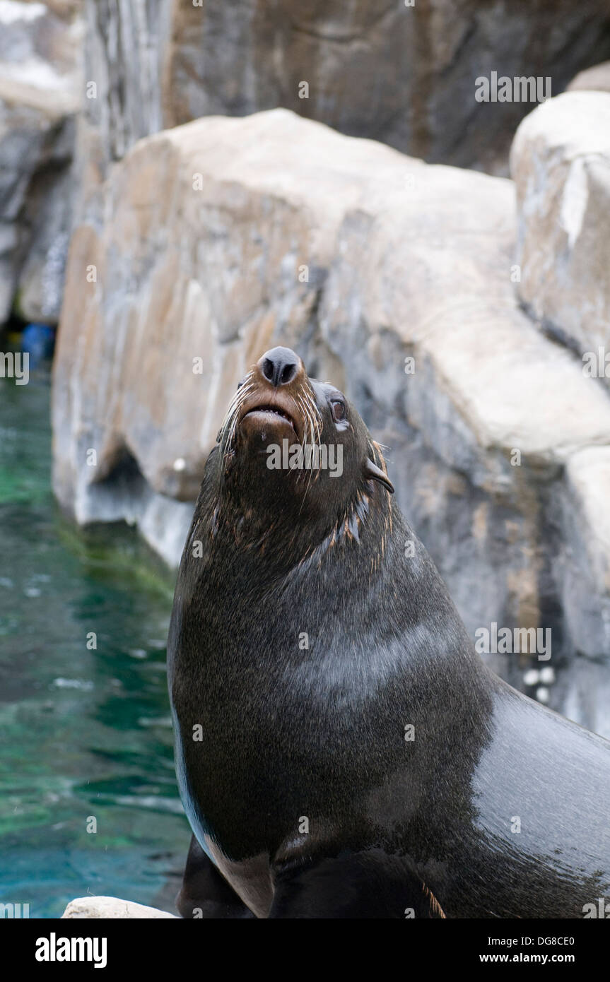 Südamerikanischer Seebär Arctocephalus Australis saß beobachten Stockfoto