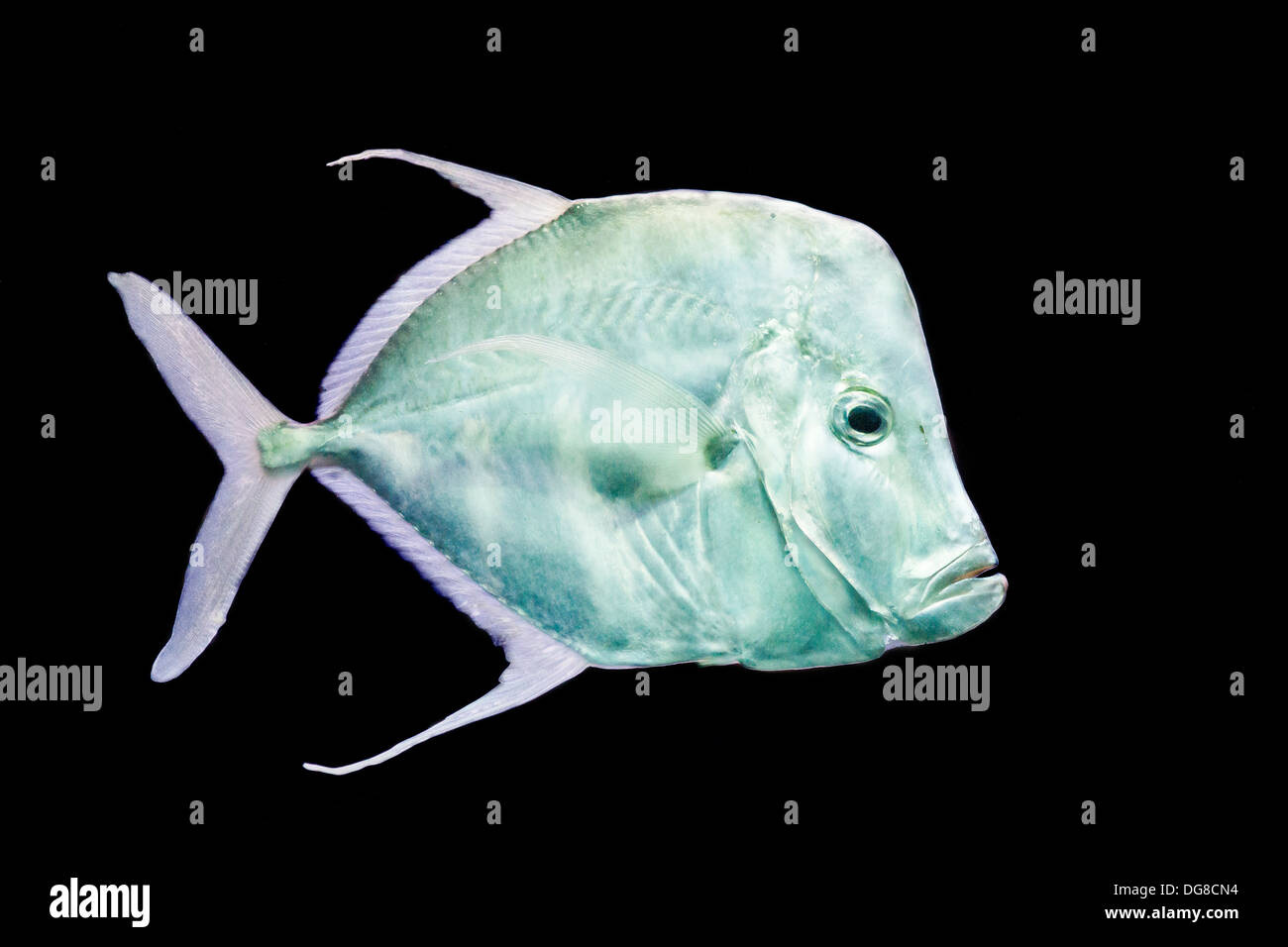 Fisch auf schwarzem Hintergrund Silber Moonfish, Lookdowns-Selene vomer Stockfoto