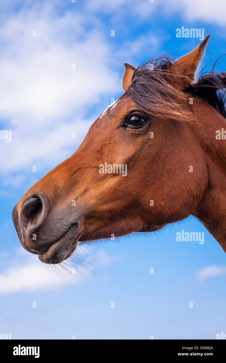 Arabisches Pferd Kopfprofil Stockfoto