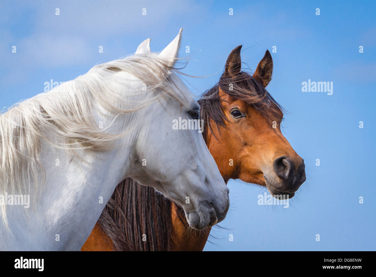 Paar der arabischen Pferde Stockfoto