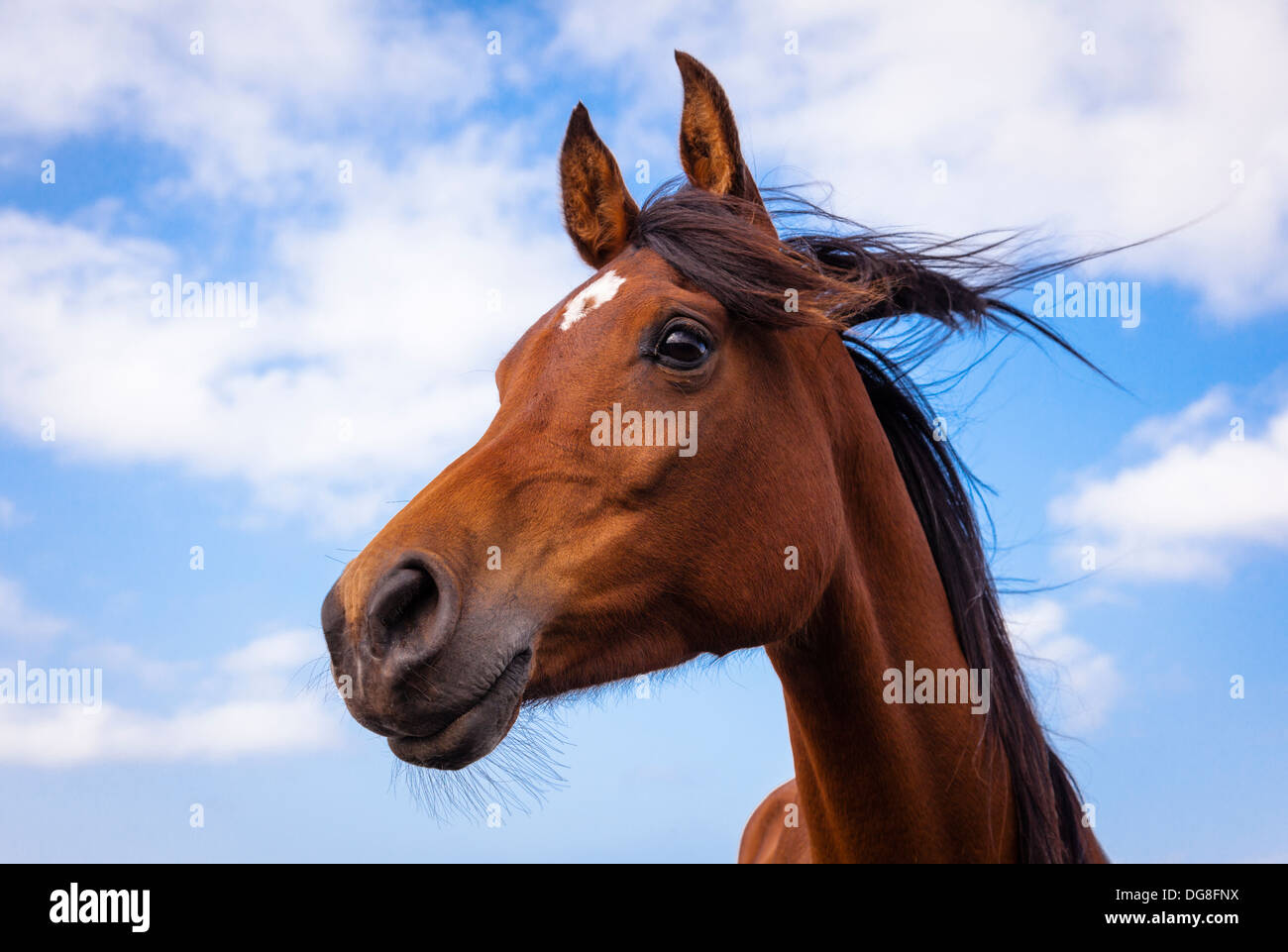 Arabisches Pferd Stockfoto