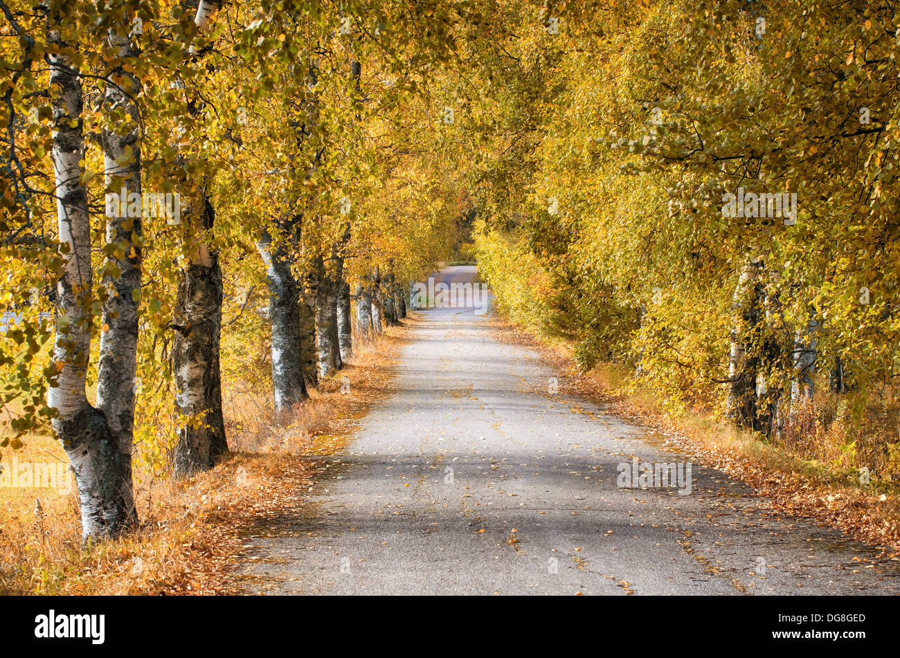 Goldene Herbst Birken durch eine alte Landstraße Stockfoto