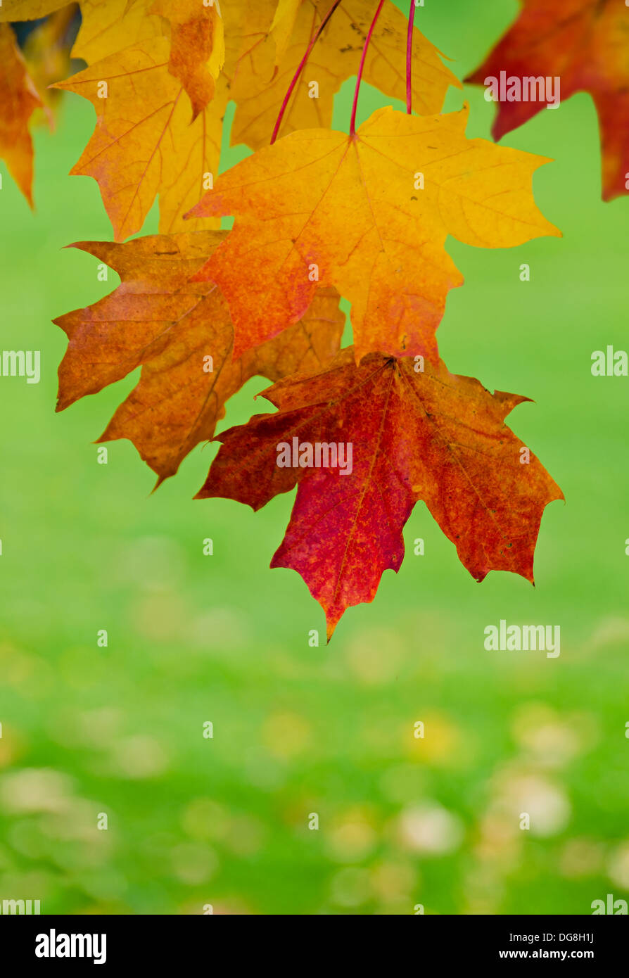 Bunte Ahornblätter herbstliche auf einem Ast. Natürliche grüne und gelbe Blätter Hintergrund. Stockfoto