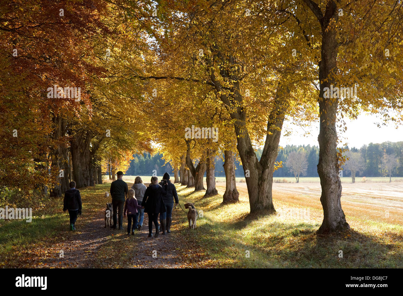 Menschen mit Hunden zu Fuß hinunter eine Allee von Bäumen in Herbstfarben, Schweden Stockfoto