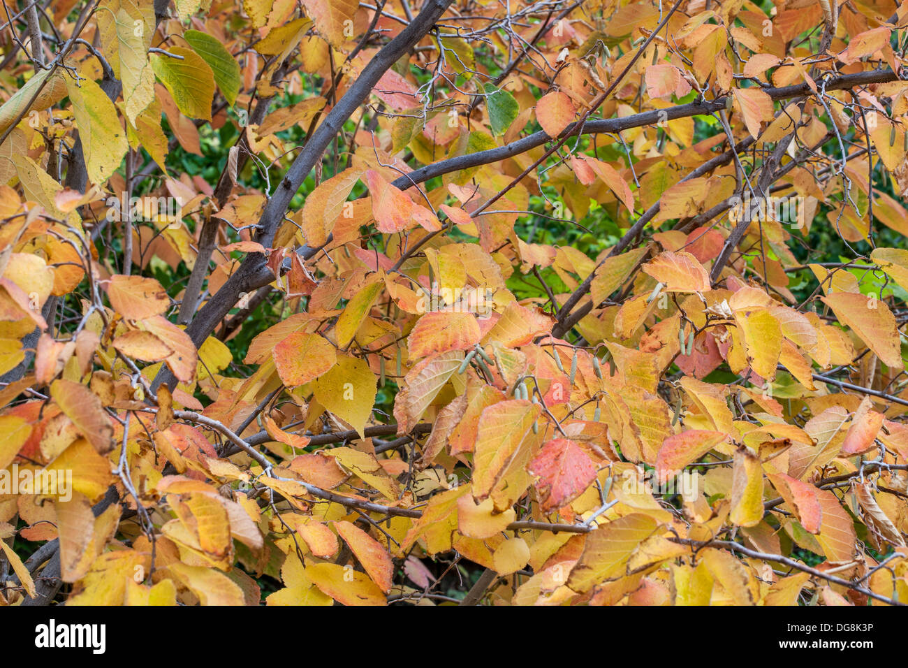 gelbe und rote Haselnuss Baum Herbstlaub und Winter Blüte Stockfoto