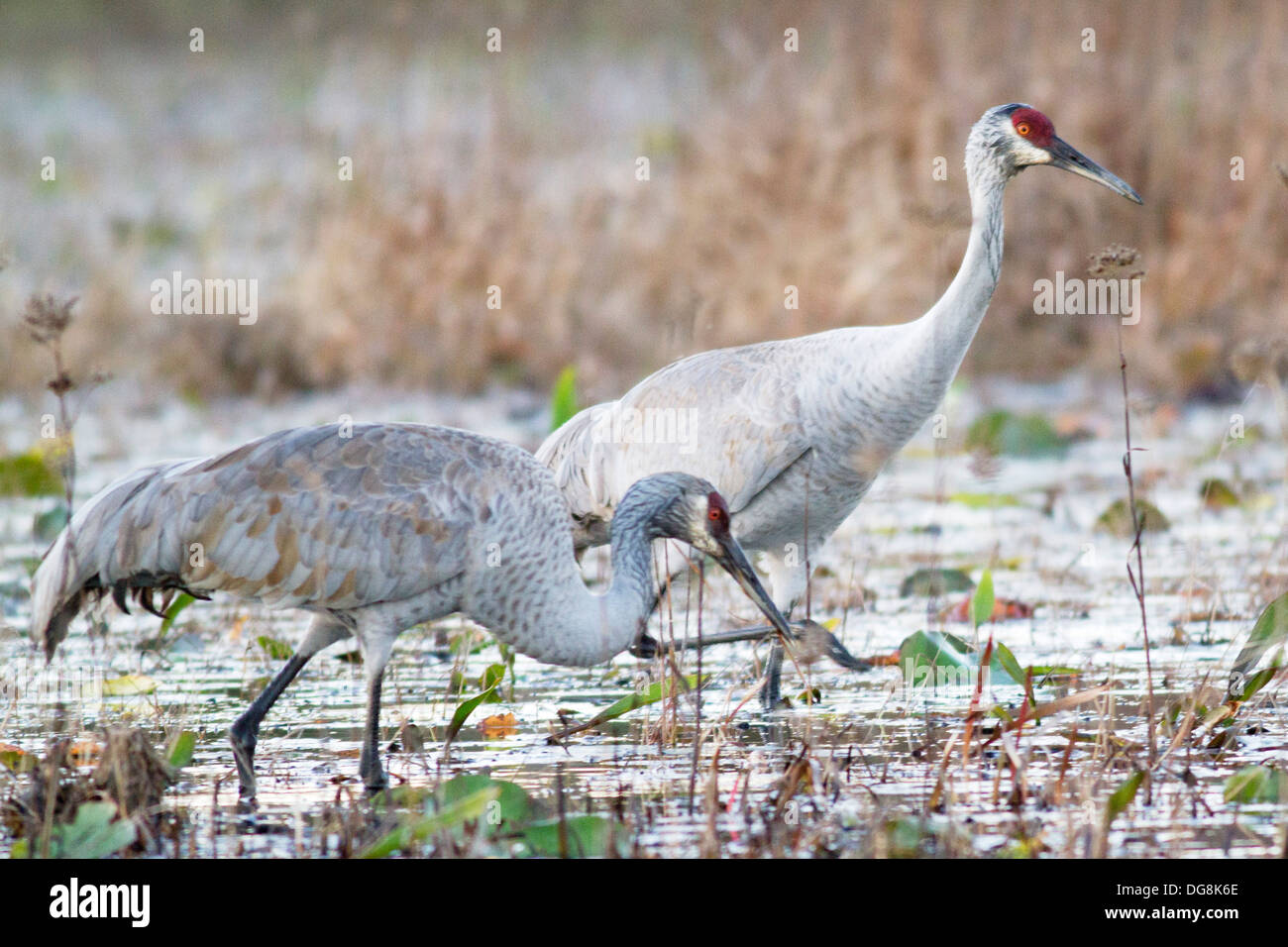 Paar Kraniche Fütterung in den Okefenokee Sumpf. (Grus Canadensis). Okefenokee National Wildlife Refuge, Georgia Stockfoto