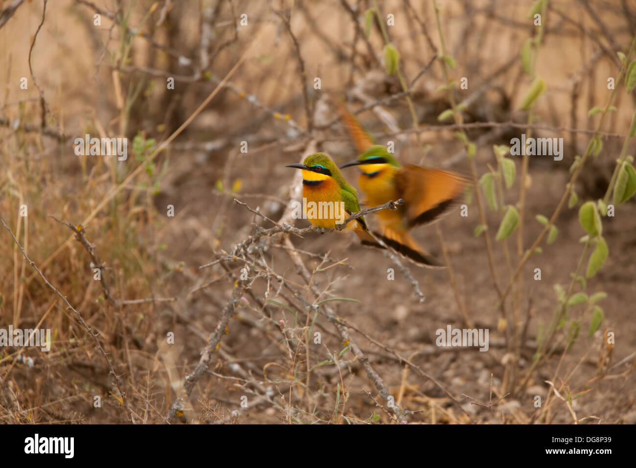 Zwei Zimt-chested Bienenfresser auf Acacia Brance Stockfoto
