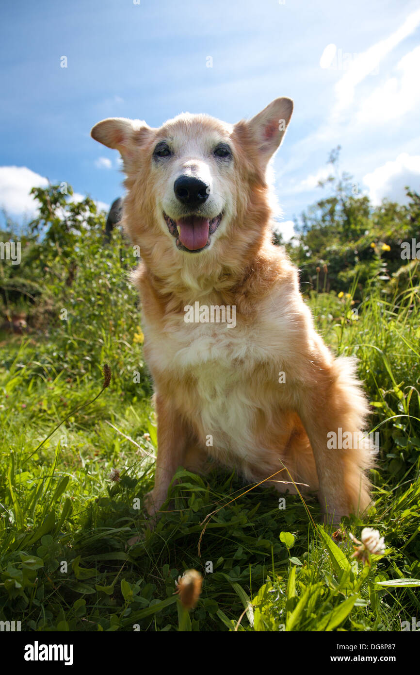 Robuste schöne braune Border-Collie in voller Länge Profil mit Sonne im Rücken. Stockfoto