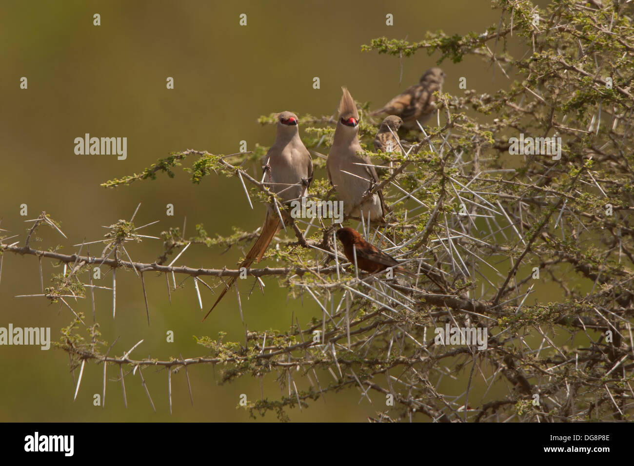 African Blue Himalaja-Mousebird Colius macrourus Stockfoto