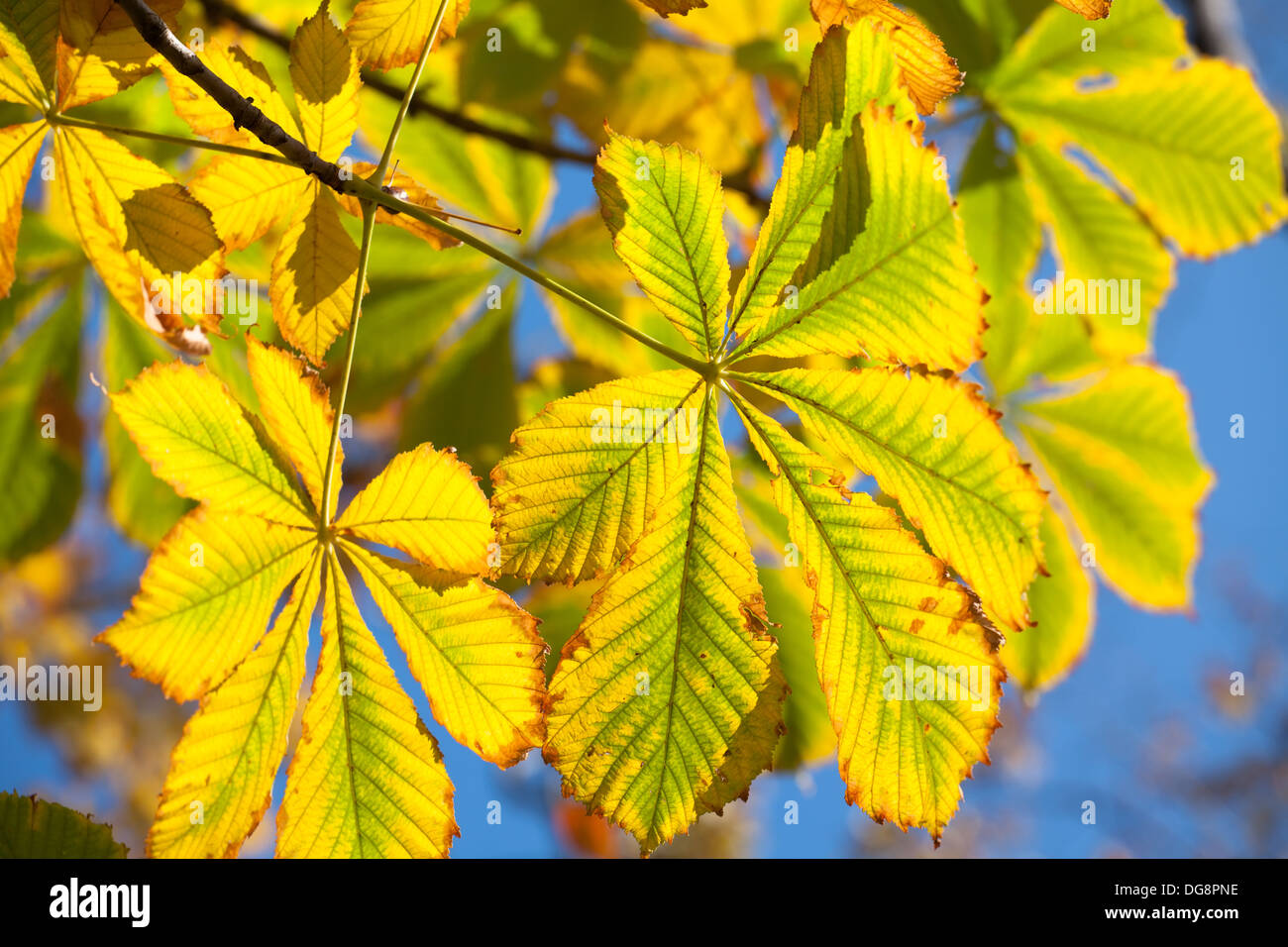 Blätter im Herbst Kastanien auf blauen Himmel Stockfoto