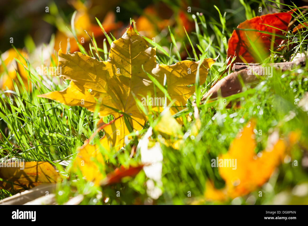 buntes Herbstlaub in Rasen Stockfoto