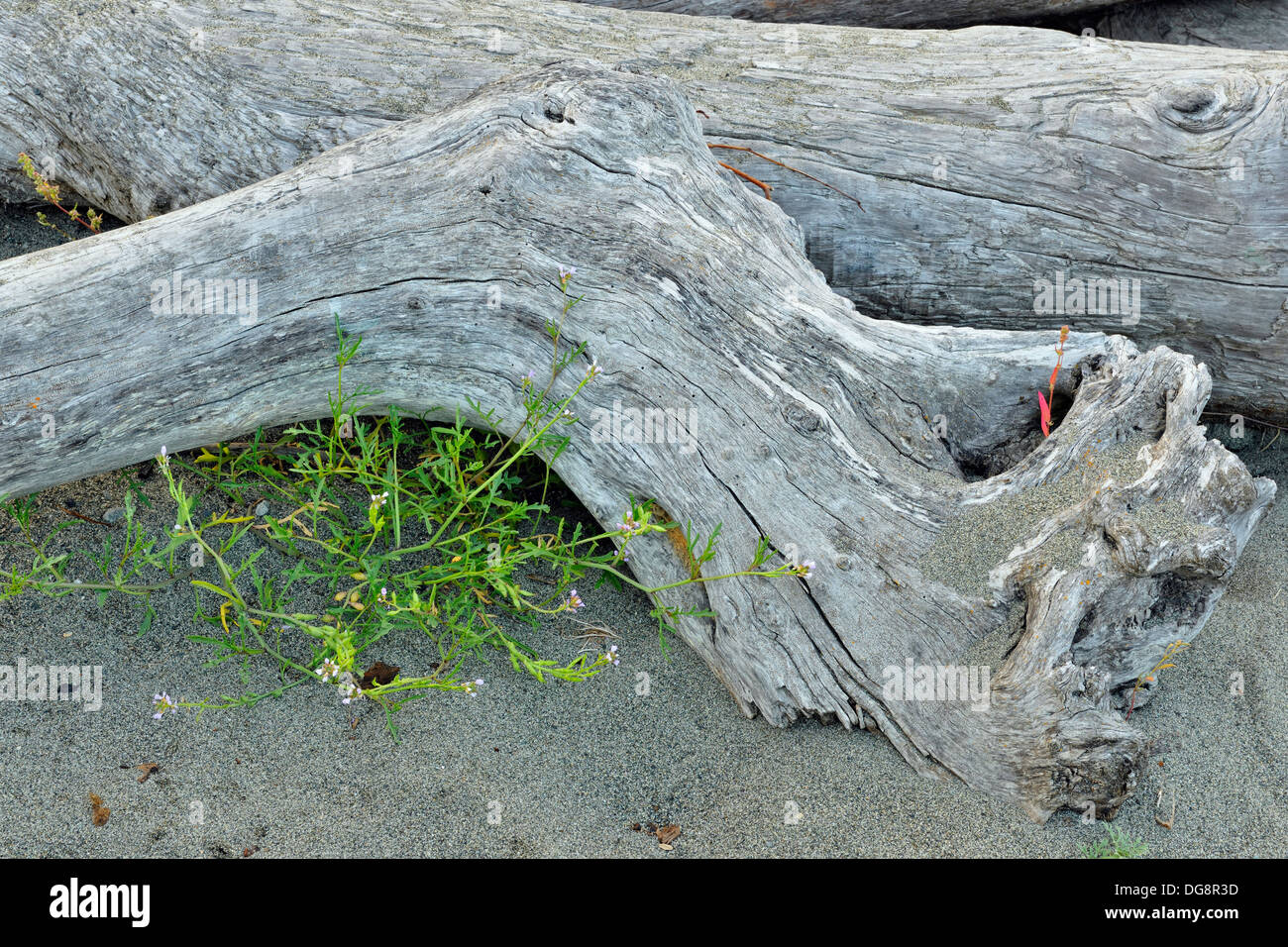 Driftwood Protokolle und Europäischen Searocket Cakile maritima Osten Saanich First Nation finden Nr. 2, Tsawout First Nation, BC, Kanada Stockfoto