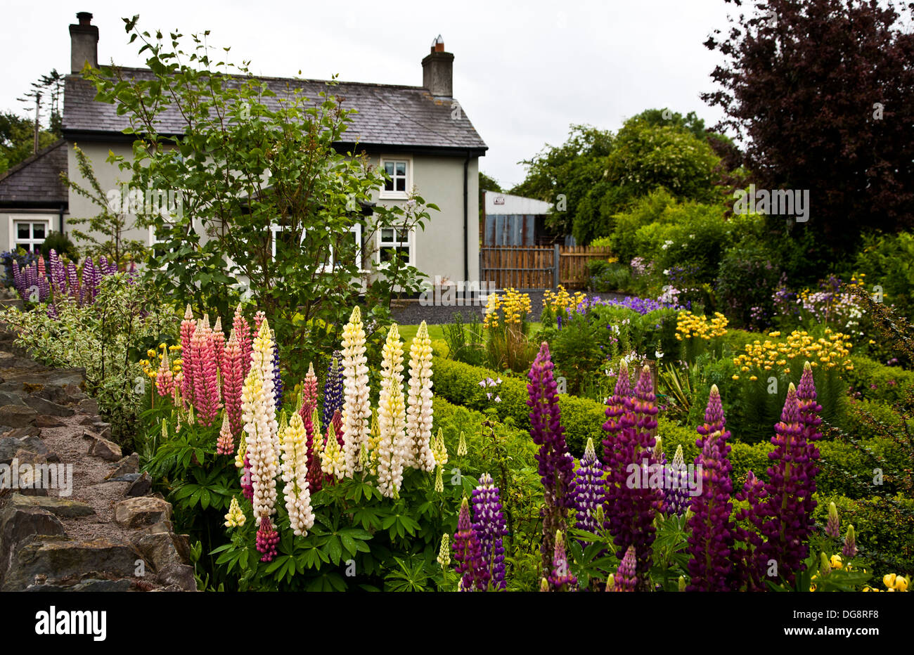 Bunte Frühling Irish Cottage Garten mit Lupinen, mehrjährige Blumen im