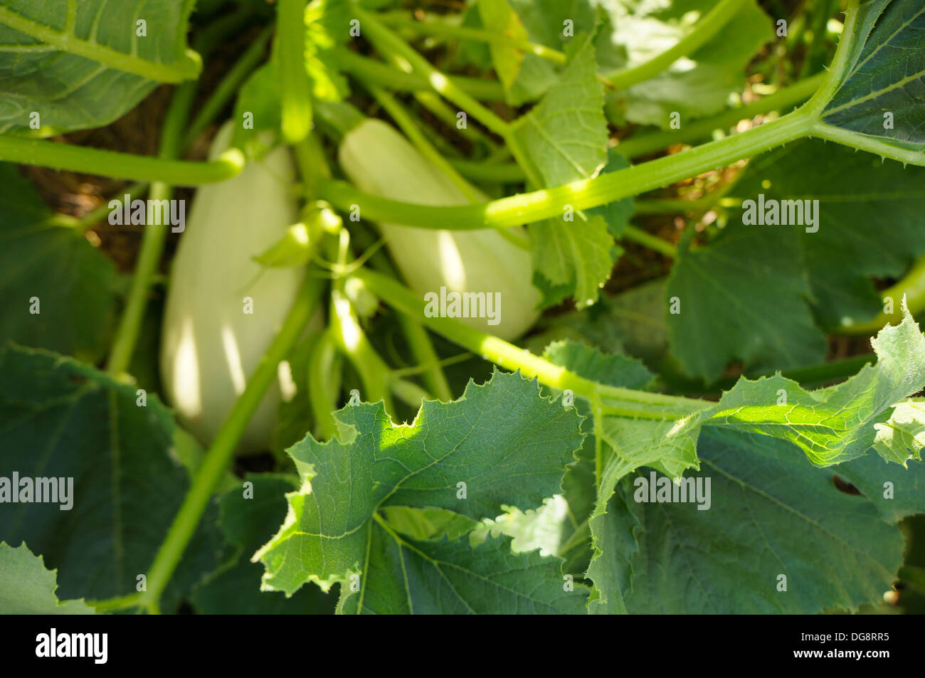 Squash-Anlage, libanesische weiß Bush, Sommerkürbis Stockfoto