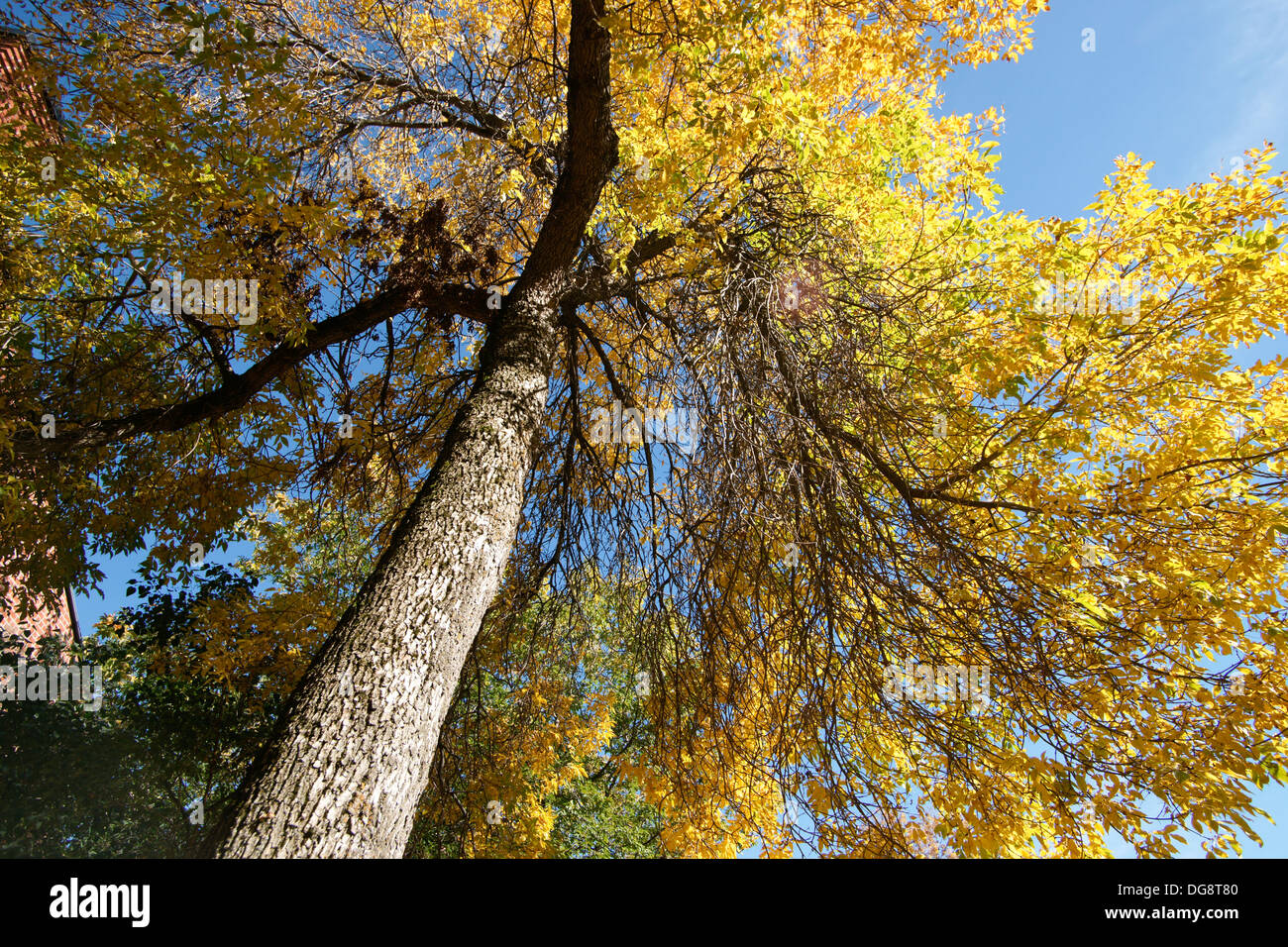 Baum im Herbst Blätter, vertikale Perspektive Stockfoto