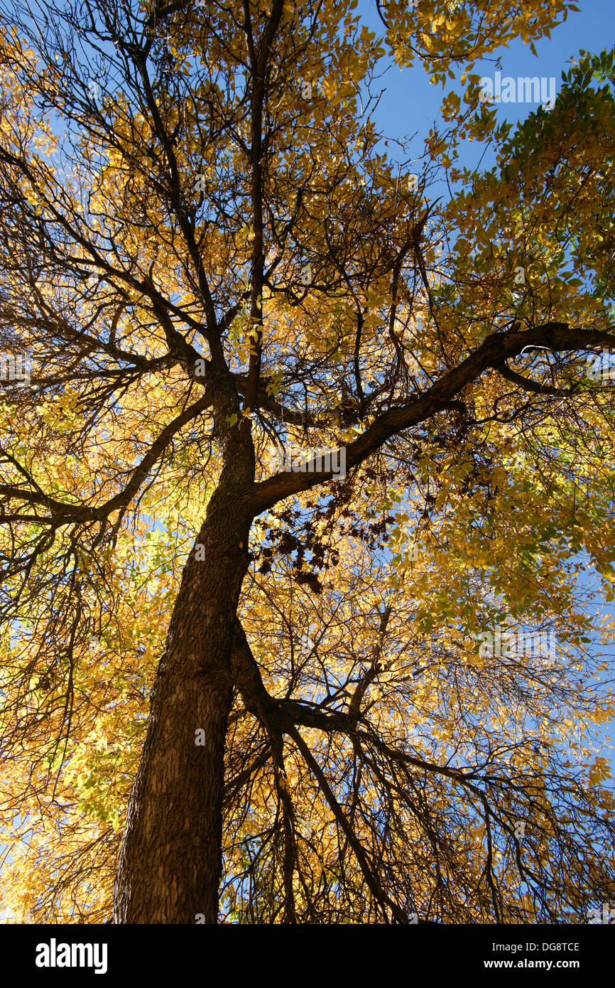 Baum im Herbst Blätter, vertikale Perspektive Stockfoto