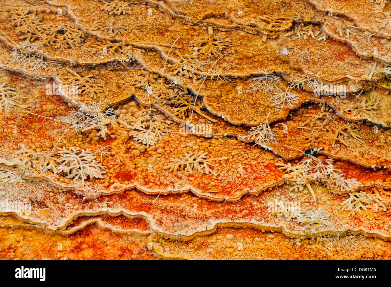 Cyanobakterien thermophile Algen auf kleinen Terrassen, Grasbewachsenen Frühling, Mammoth Hot Springs, Yellowstone National Park, Wyoming, USA Stockfoto