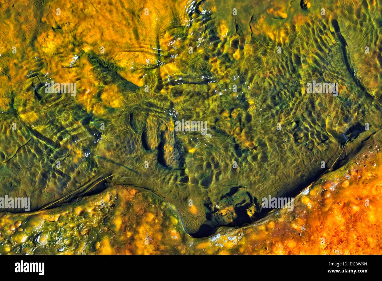 Thermophile Algen und Cyanobakterien Kolonien in einem thermischen vent Abfluss stream Yellowstone National Park, Wyoming, USA Stockfoto