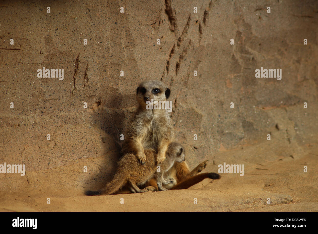 Slender-tailed oder graue Erdmännchen, wiegen ca. 0,9 kg, wenn Sie ausgewachsen und erreichen ca. 50cm lang. Sie sind vor allem eine Tan Farbe Stockfoto