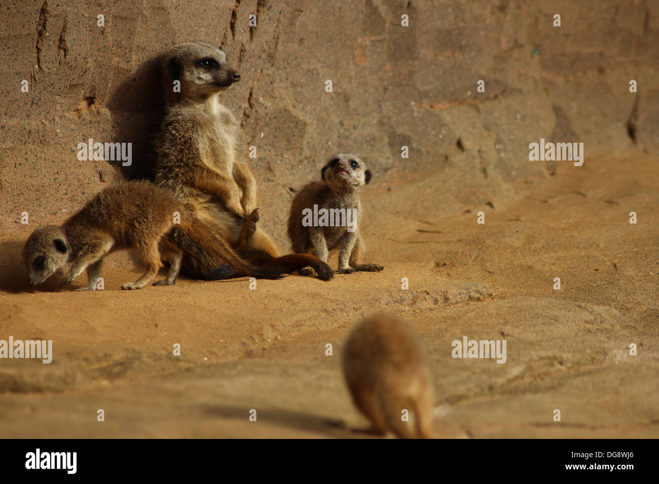 Slender-tailed oder graue Erdmännchen, wiegen ca. 0,9 kg, wenn Sie ausgewachsen und erreichen ca. 50cm lang. Sie sind vor allem eine Tan Farbe Stockfoto