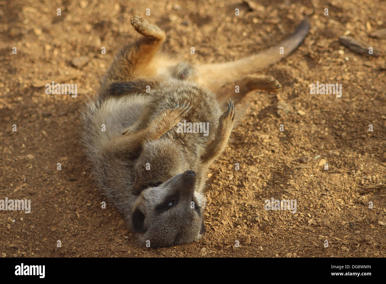 Slender-tailed oder graue Erdmännchen, wiegen ca. 0,9 kg, wenn Sie ausgewachsen und erreichen ca. 50cm lang. Sie sind vor allem eine Tan Farbe Stockfoto