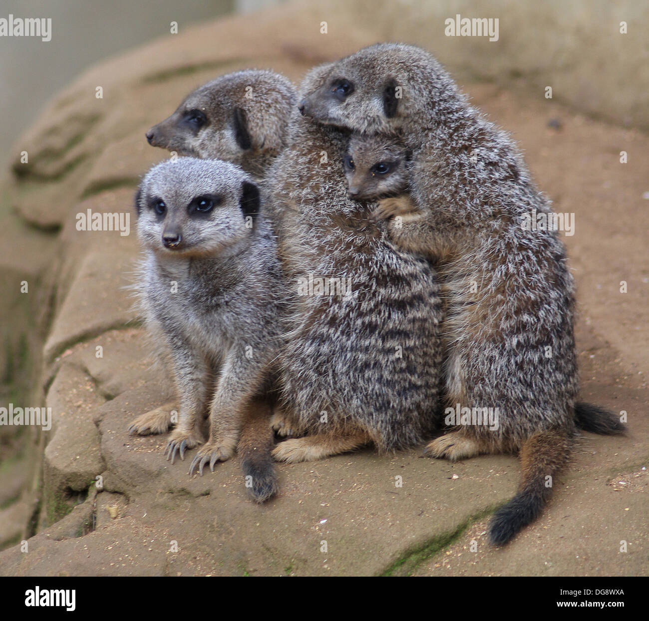 Slender-tailed oder graue Erdmännchen, wiegen ca. 0,9 kg, wenn Sie ausgewachsen und erreichen ca. 50cm lang. Stockfoto