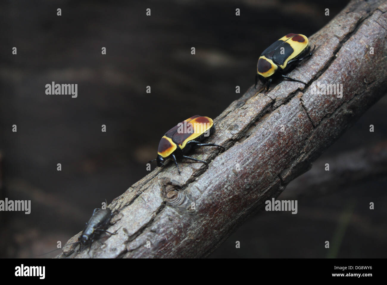 Diese Käfer sind zwischen 2 bis 5cm lang. Vermehren sie sich leicht und ihres gesamten Lebenszyklus dauert nur 5 bis 7 Monate. Stockfoto