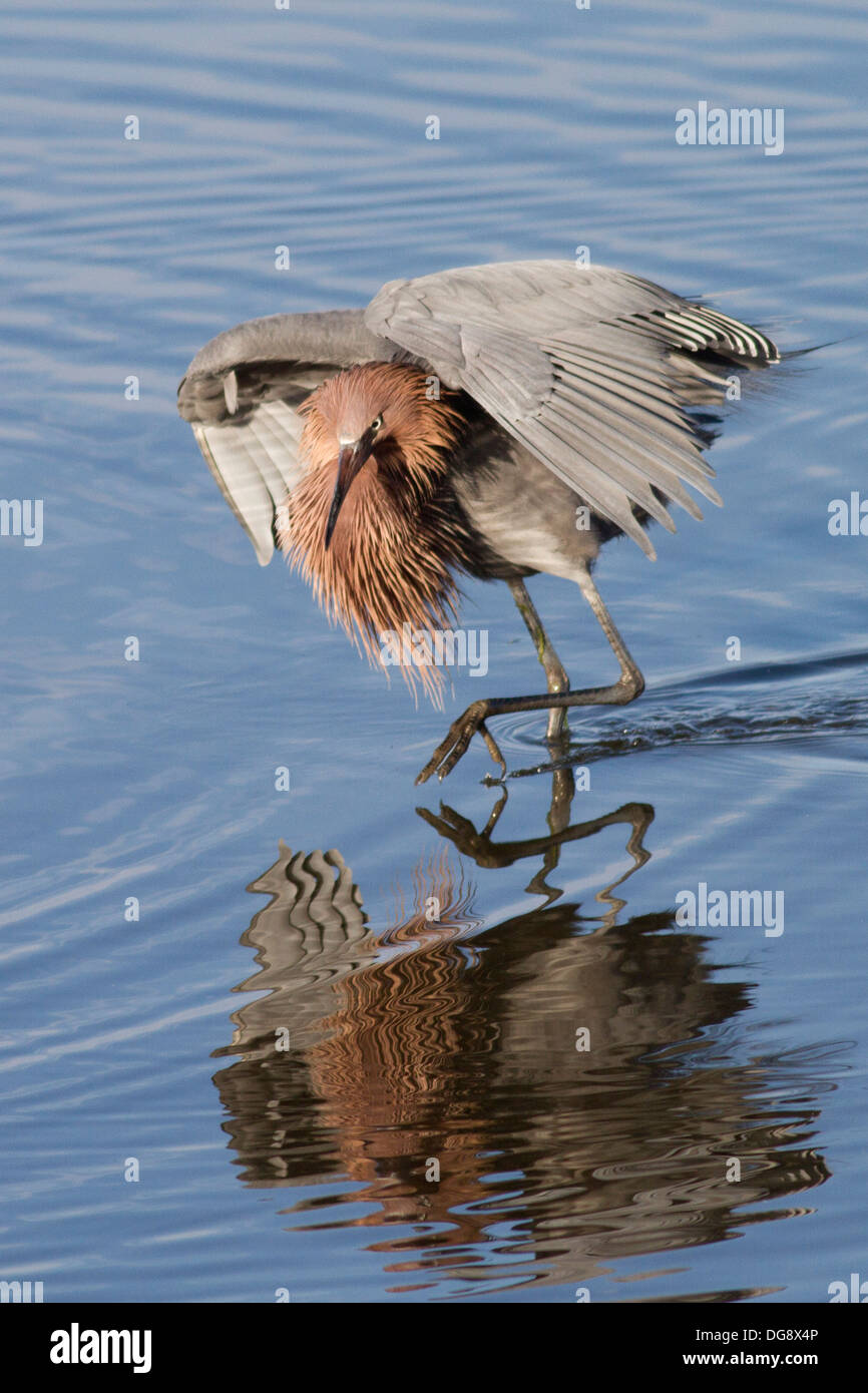 Rötliche Silberreiher Jagd mit Flügeln auf. (Egretta saniert). Bolsa Chica Feuchtgebiete, California Stockfoto