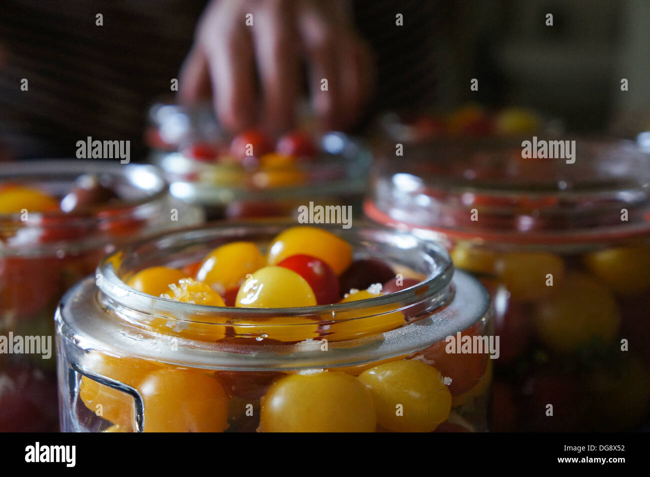 Canning Tomaten Stockfoto
