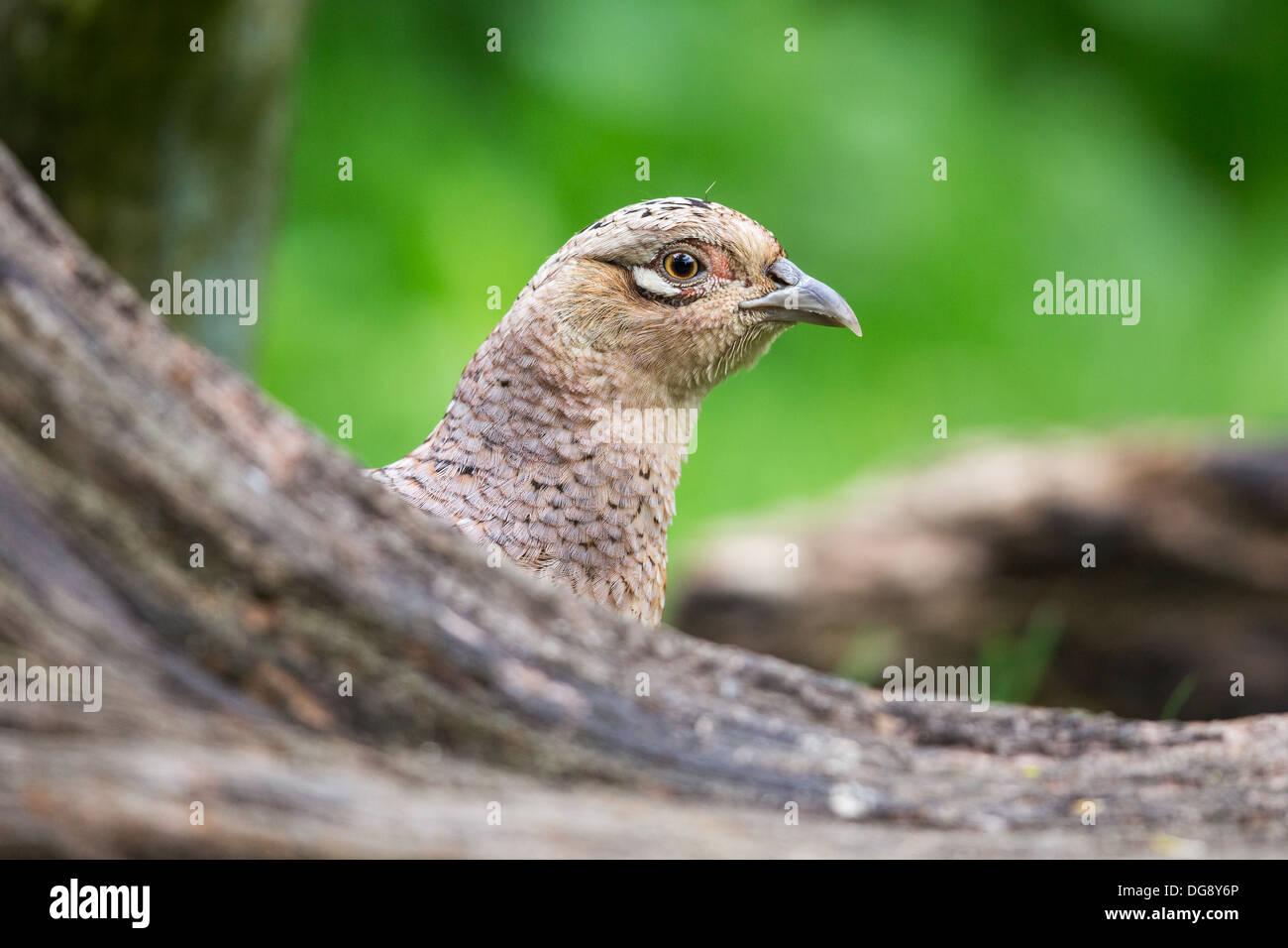 Einen weiblichen Fasan (Phasianus Colchicus) im Wald, Lee Valley, UK Stockfoto