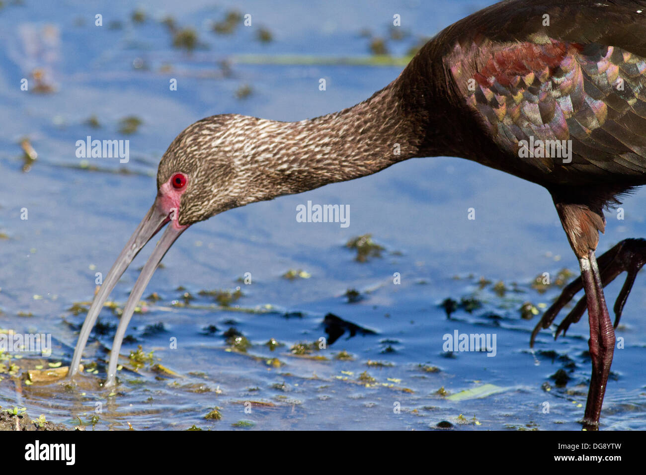 White-faced Ibis Fütterung in den Schlamm-Nahaufnahme. (Plegadis Chihi). Mündung, San Jose del Cabo, Mexiko Stockfoto