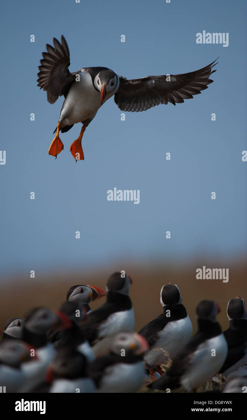 Papageitaucher hereinkommen zu landen Stockfoto