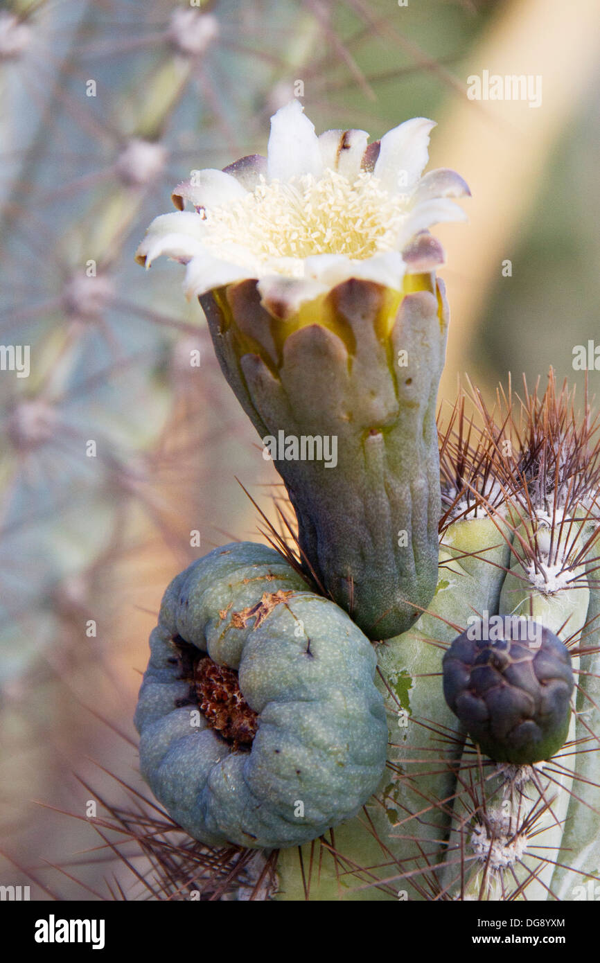 Kaktusblüte. Los Cabos, Mexiko Stockfoto