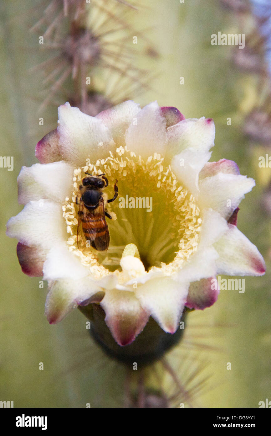 Biene im Inneren ein Kaktus-Blume bedeckt in Pollen. Los Cabos, Mexiko Stockfoto