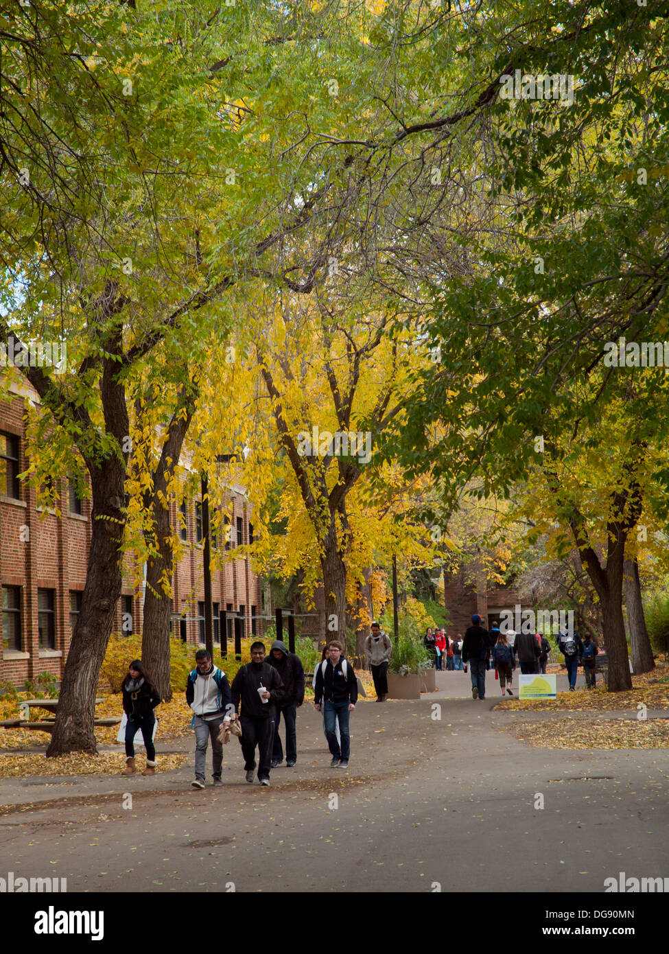 Studenten während des Semesters Herbst (Herbst) an der University of Alberta in Edmonton, Alberta, Kanada. Stockfoto
