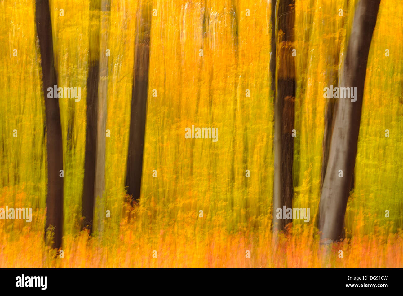 Laubwald im Spätherbst Farbe Hulbert Ecke Michigan USA Stockfoto