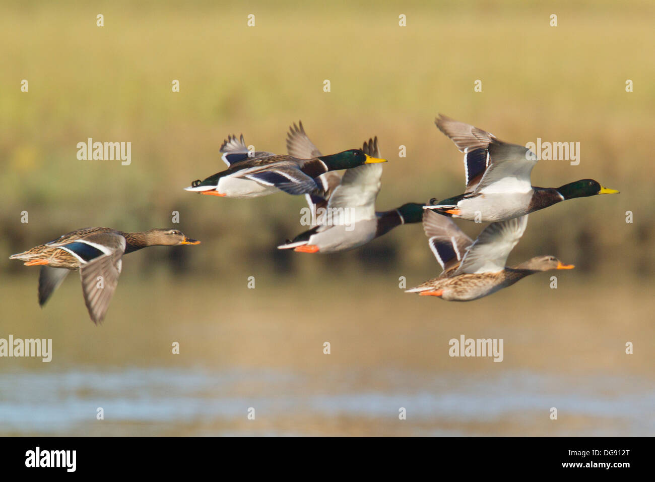 Männliche und weibliche Mallard Enten im Flug. (Anas Platyrhynchos). Back Bay Reserve, Kalifornien Stockfoto