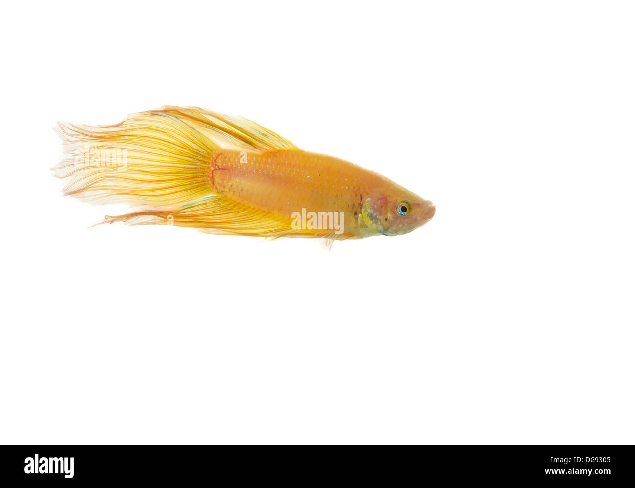 Betta golden Fish Tank mit isolierten weißen Hintergrund Stockfoto