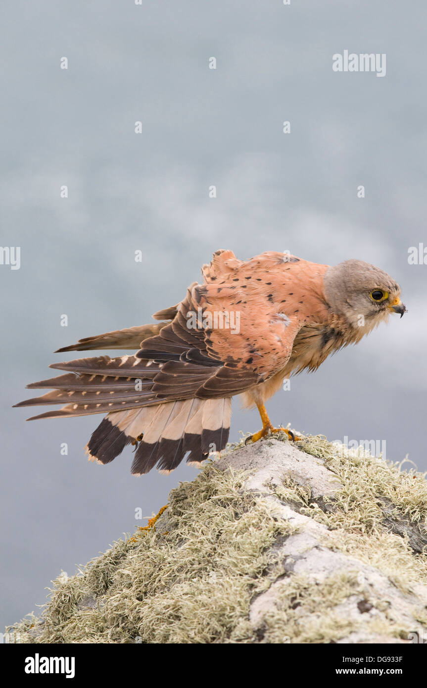 Turmfalke saß auf Cornish Landzunge die Enys Kenneggy Sand montieren Bay Cornwall Coastal Path Marizion Penzance Küstengebiet putzen Stockfoto