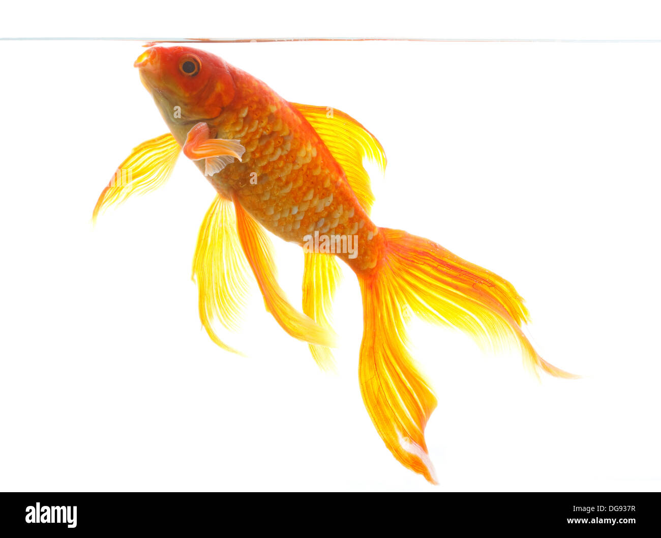 Goldfische auf weißem Hintergrund Stockfoto